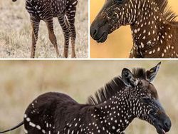 Deretan Hewan Unik di Dunia yang Jarang Orang Ketahui