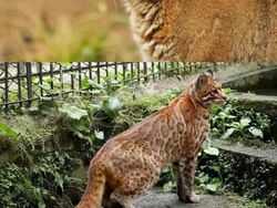 Deretan Hewan Unik di Dunia yang Jarang Orang Ketahui