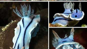 Nudibranch, siput laut berwarna-warni, menghuni terumbu karang tropis dan beriklim sedang di seluruh dunia, bersembunyi di antara alga dan spons. Tanpa cangkang, mereka menampilkan warna neon dan menyimpan racun atau sel penyengat untuk pertahanan. Pemburu lambat ini memakan spons, anemon, dan bryozoa, menggunakan rinofor untuk mendeteksi mangsa. Meski tidak terancam punah, polusi dan degradasi terumbu mengancam mereka, mencerminkan kesehatan ekosistem laut. Foto: Boredpanda