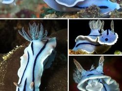 Deretan Hewan Unik di Dunia yang Jarang Orang Ketahui