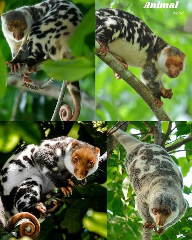 Hewan Unik di Dunia yang Jarang Orang Ketahui