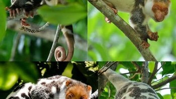 Kuskus tutul Waigeo, marsupial langka dari Pulau Waigeo, Indonesia, hidup di hutan hujan dan bakau, bergerak gesit di kanopi pohon. Berbulu lembut berbintik, bermata besar, dan nokturnal, hewan pemalu ini memakan buah dan daun, membantu penyebaran biji. Rentan karena hilangnya habitat dan perburuan, kuskus ini berkembang biak lambat dan berkamuflase baik. Misterius dan sulit dilihat, ia dianggap roh hutan oleh warga lokal. Foto: Boredpanda