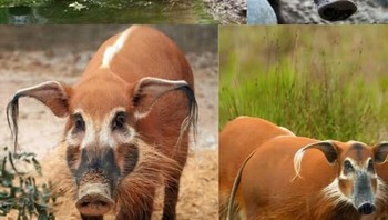 Babi sungai merah (Potamochoerus porcus), dengan bulu merah-oranye cerah, tanda wajah hitam-putih, dan telinga berumbai, adalah babi hutan karismatik dari hutan hujan dan lahan basah Afrika Barat dan Tengah. Hidup dalam kelompok sosial 6–20 individu, mereka nokturnal, omnivora, menggali akar, buah, dan serangga dengan moncong kuat, membantu penyebaran benih. Meski berstatus Least Concern, perburuan dan perusakan habitat mengancam populasinya, yang stabil di kawasan lindung. Foto: Boredpanda