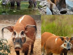 Deretan Hewan Unik di Dunia yang Jarang Orang Ketahui