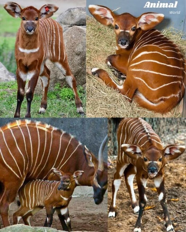 Hewan Unik di Dunia yang Jarang Orang Ketahui Hewan Unik di Dunia yang Jarang Orang Ketahui