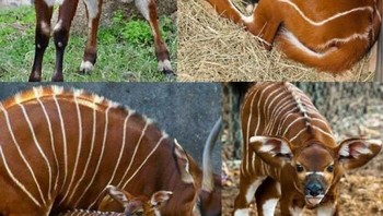 Anak bongo belang, antelop kecil dari hutan hujan Afrika tengah dan barat, memiliki bulu cokelat keemasan dengan garis-garis putih pucat yang menyamarkannya di semak lebat. Bergantung pada susu induknya, mereka beralih ke daun dan buah seiring pertumbuhan, tetap pemalu dan nokturnal. Terdaftar sebagai Hampir Terancam karena perburuan dan perusakan habitat, anak bongo yang rentan membutuhkan kawasan lindung untuk bertahan hidup. Foto: Boredpanda