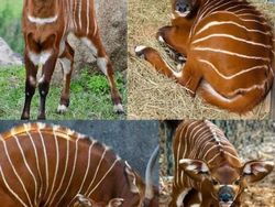 Deretan Hewan Unik di Dunia yang Jarang Orang Ketahui