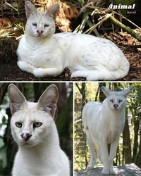 Hewan Unik di Dunia yang Jarang Orang Ketahui