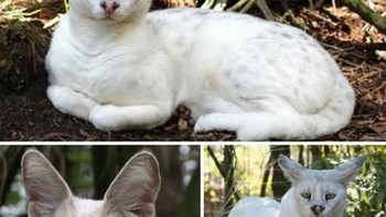 Serval putih, bentuk leucistic langka dari serval Afrika sub-Sahara, memiliki bulu putih salju alih-alih emas berbintik, dengan kaki panjang dan telinga besar untuk berburu di padang rumput dan lahan basah. Pemburu soliter nokturnal ini memangsa tikus dan burung dengan lompatan kuat, namun kurang kamuflase di alam liar. Meski spesiesnya tidak terancam, hilangnya habitat dan perdagangan ilegal mengancam serval putih yang sangat langka. Foto: Boredpanda
