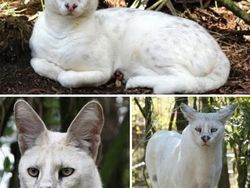 Deretan Hewan Unik di Dunia yang Jarang Orang Ketahui