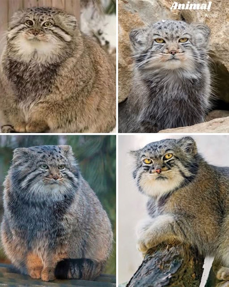 Hewan Unik di Dunia yang Jarang Orang Ketahui