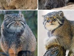 Deretan Hewan Unik di Dunia yang Jarang Orang Ketahui