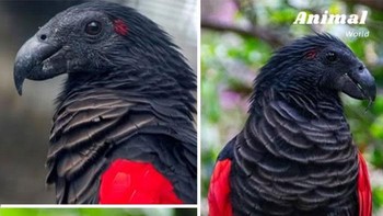 Burung Beo Drakula, endemik hutan hujan Nugini, dikenal karena penampilannya yang mencolok dengan bulu hitam legam dan dada merah tua. Julukan ini berasal dari kepalanya yang botak, adaptasi untuk memakan buah ara, dan paruhnya yang besar. Berbeda dengan beo lain, makanannya didominasi buah ara. Terbang berpasangan atau berkelompok, suaranya keras mirip gagak. Statusnya Rentan akibat perburuan dan hilangnya habitat. Foto: Boredpanda