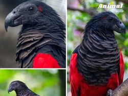 Deretan Hewan Unik di Dunia yang Jarang Orang Ketahui