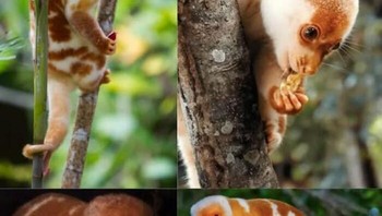 Kanguru pohon, marsupial yang berevolusi dari kanguru darat, mendiami hutan hujan di Papua Nugini, Indonesia, dan Australia. Dengan kaki depan yang kuat dan ekor panjang untuk keseimbangan, mereka adalah pemanjat ahli yang bergerak lambat di darat. Mereka menyendiri, pemalu, dan aktif di waktu yang lebih dingin. Makanan utamanya adalah daun dan buah. Sayangnya, banyak spesies terancam punah karena deforestasi dan perburuan. Foto: Boredpanda