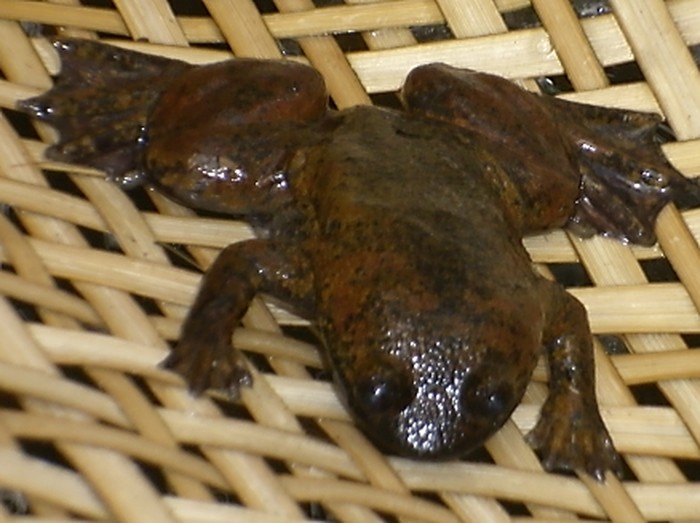 Katak kepala pipih kalimantan tanpa paru-paru.
