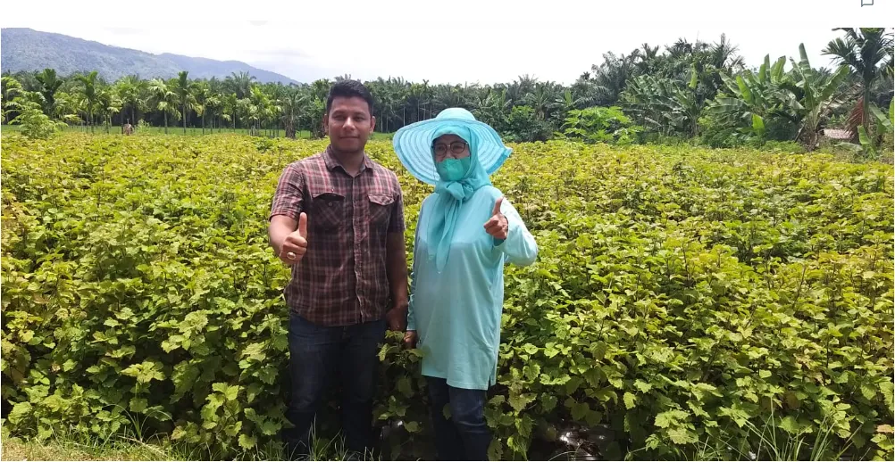 Kebun nilam di Aceh