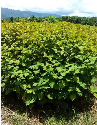 Kebun nilam di Aceh