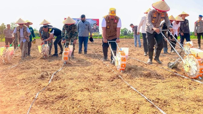 Kegiatan tanam jagung bersama digelar di Ponpes Qodratullah.