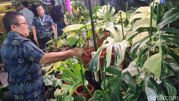 Pameran Variegata dan Kita 2025 hadir di Jakarta dengan ratusan tanaman hias unik dan langka. Ajang ini jadi ruang berkumpul pecinta tanaman hingga pelaku industri.