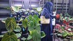 Pameran Tanaman Hias Tampilkan Koleksi Unik dan Bernilai Tinggi