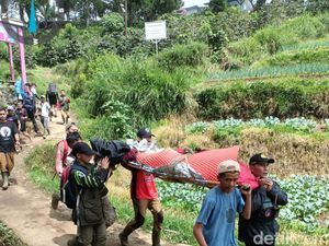 Pendaki Pria Tewas di Gunung Gede Pangrango Saat Mendaki Bareng Istri