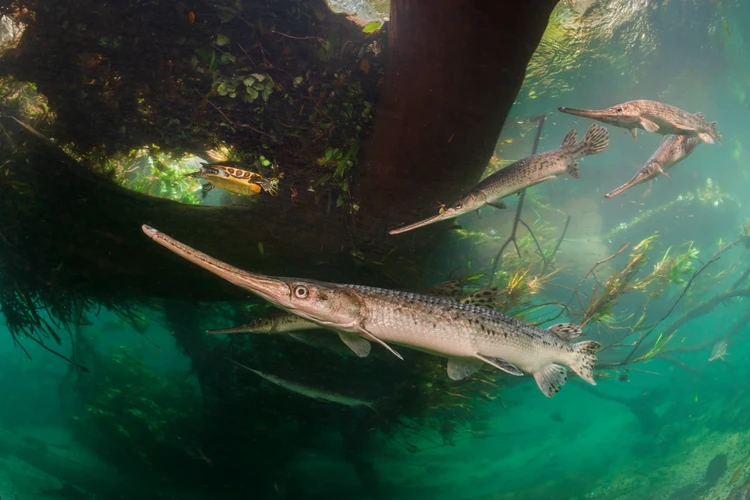 Wildlife Photographer of the Year 2025