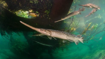 ‘Fragile River Life’ jepretan Isaac Szabo dari Amerika Serikat. Foto di kategori Wetlands: The Bigger Picture ini memperlihatkan seekor ikan gar hidung panjang di salah satu sungai di Florida yang dikelilingi beberapa ikan gar jantan saat musim kawin. Foto: Isaac Szabo/Wildlife Photographer of the Year 2025