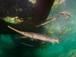 Karya Finalis Kontes Foto Satwa Liar yang Bikin Kagum dan Terenyuh