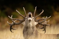 Wildlife Photographer of the Year 2025