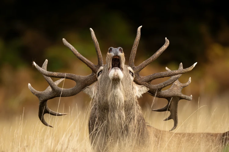 Wildlife Photographer of the Year 2025