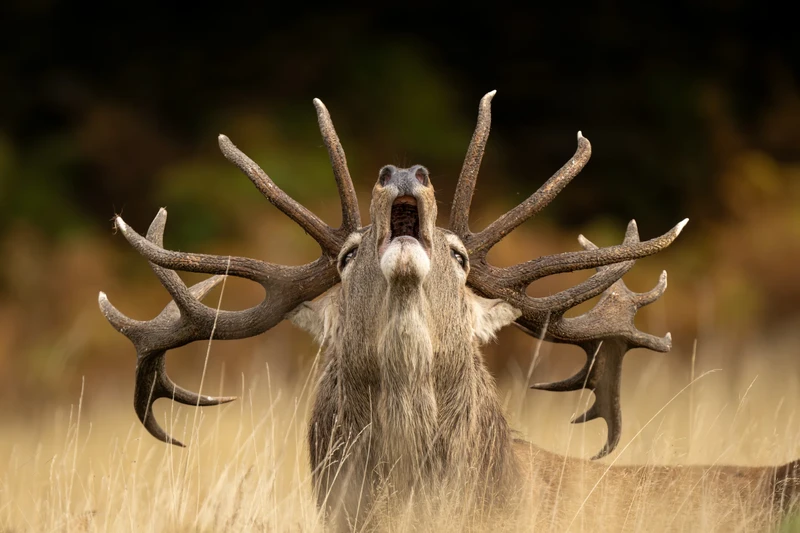 Wildlife Photographer of the Year 2025