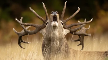 “Rutting Call’ jepretan Jamie Smart dari Inggris. Foto di kategori 10 Years and Under ini memperlihatkan seekor rusa jantan merah yang sedang mengaum dengan keras saat musim kawin di Bradgate Park, Inggris. Foto: Jamie Smart/Wildlife Photographer of the Year 2025