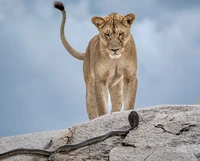 Wildlife Photographer of the Year 2025