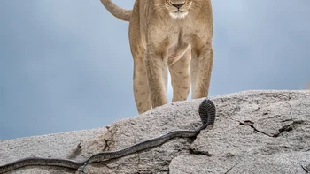‘Wake-up Call’ hasil jepretan Gabriella Comi dari Italia. Foto yang masuk dalam kategori Behaviour: Mammals ini memperlihatkan pertemuan dramatis seekor singa dan seekor ular kobra di Taman Nasional Serengeti, Tanzania. Foto: Gabriella Comi/Wildlife Photographer of the Year 2025