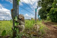 Wildlife Photographer of the Year 2025