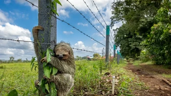 ‘No Place Like Home’ hasil jepretan Emmanuel Tardy dari Prancis. Foto yang masuk dalam kategori Urban Wildlife ini menunjukkan seekor kukang di Kosta Rika yang memeluk erat tiang pagar kawat berduri. Foto: Emmanuel Tardy/Wildlife Photographer of the Year 2025