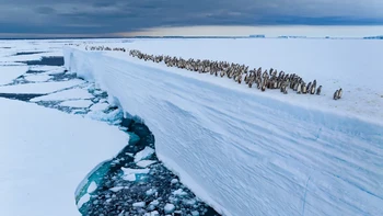‘Ice Edge Journey’ hasil jepretan Bertie Gregory dari Inggris. Foto di kategori Animals in their Environment ini menunjukkan koloni anak penguin kaisar yang berjalan di sepanjang tepian lapisan es Antartika, mengumpulkan keberanian untuk terjun ke laut dari ketinggian 15 meter demi mencari makan. Foto: Bertie Gregory/Wildlife Photographer of the Year 2025