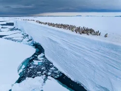 Karya Finalis Kontes Foto Satwa Liar yang Bikin Kagum dan Terenyuh
