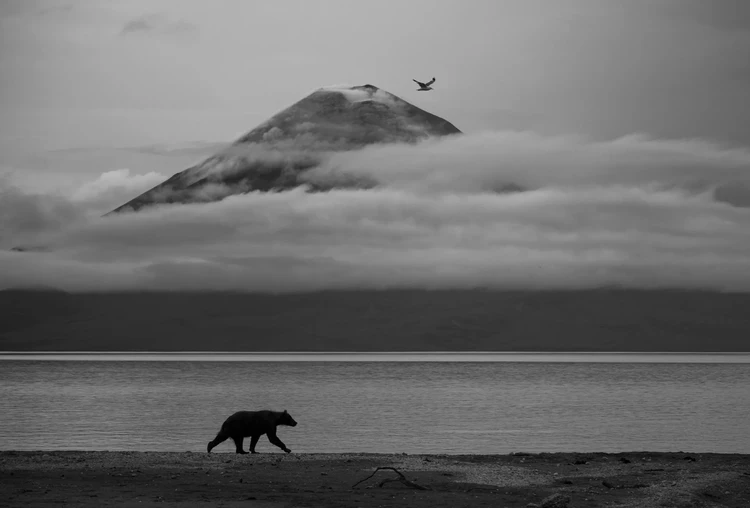 Wildlife Photographer of the Year 2025