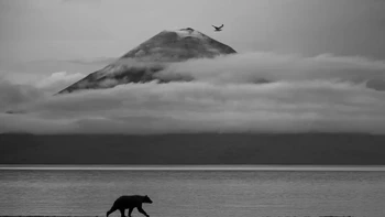 ‘Essence of Kamchatka’ hasil jepretan Kesshav Vikram dari India. Foto di kategori 11-14 Years ini menunjukkan seekor beruang coklat yang berjalan di pinggir Danau Kurile, Rusia dengan gunung api Iliinsky di belakangnya yang sebagian tertutup awan. Foto: Kesshav Vikram/Wildlife Photographer of the Year 2025