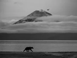 Karya Finalis Kontes Foto Satwa Liar yang Bikin Kagum dan Terenyuh