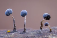 Wildlife Photographer of the Year 2025