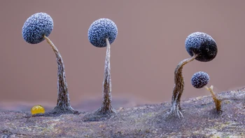 ‘Single Family Portrait’ hasil jepretan Kutub Uddin dari Bangladesh/Inggris. Foto yang masuk kategori Natural Artistry ini memperlihatkan sederet jamur lendir mirip alien yang muncul di pohon tumbang di Slindon Wood, Inggris. Foto: Kutub Uddin/Wildlife Photographer of the Year 2025