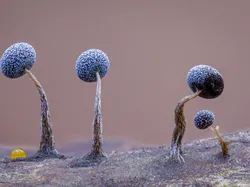 Karya Finalis Kontes Foto Satwa Liar yang Bikin Kagum dan Terenyuh