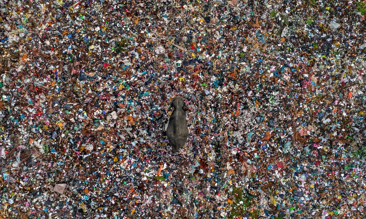 Wildlife Photographer of the Year 2025 Wildlife Photographer of the Year 2025