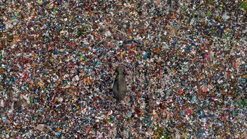 ‘Toxic Tip’ jepretan Lakshitha Karunarathna dari Sri Lanka. Foto di kategori Photojournalism ini mengungkap perjalanan seekor gajah yang sedang berjalan di tempat pembuangan limbah di Sri Lanka. Foto: Lakshitha Karunarathna/Wildlife Photographer of the Year 2025