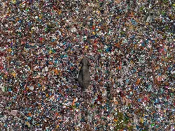 Karya Finalis Kontes Foto Satwa Liar yang Bikin Kagum dan Terenyuh