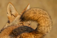 Wildlife Photographer of the Year 2025