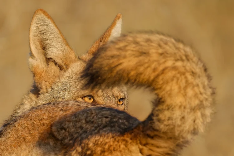 Wildlife Photographer of the Year 2025